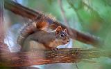 Red Squirrel On A Branch_52010